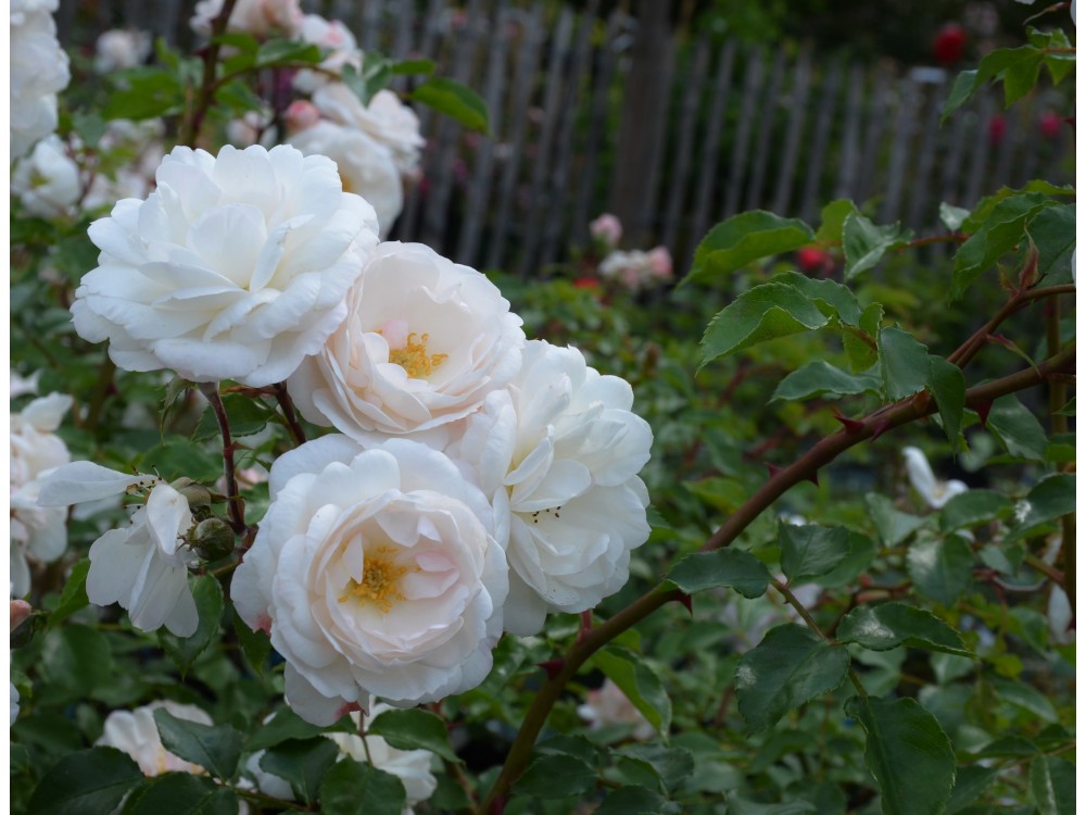 Le Courtil du Bonheur