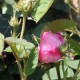 Centifolia
