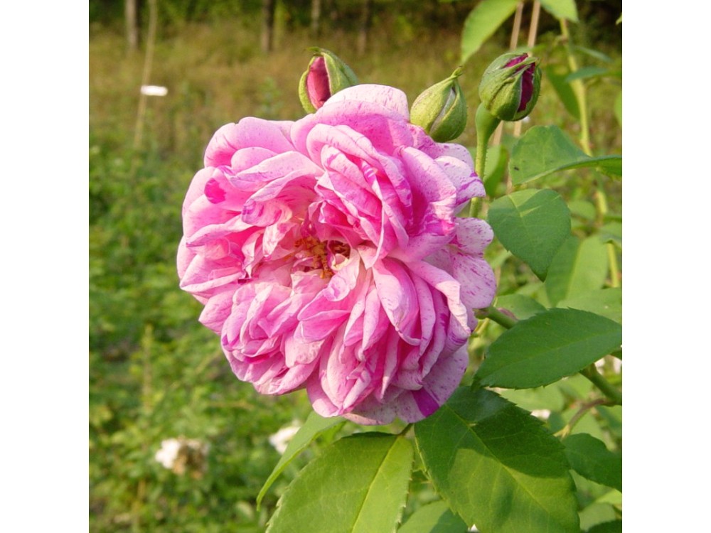 Honorine de Brabant