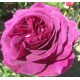 Purple Voluptia (CP: Roseraie de Cormeray)