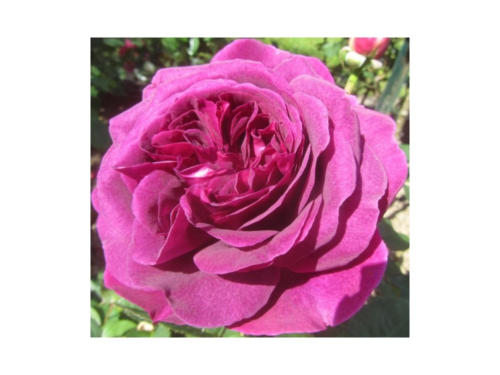 Purple Voluptia (CP: Roseraie de Cormeray)