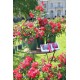 Sidi-Amor