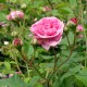 Ispahan