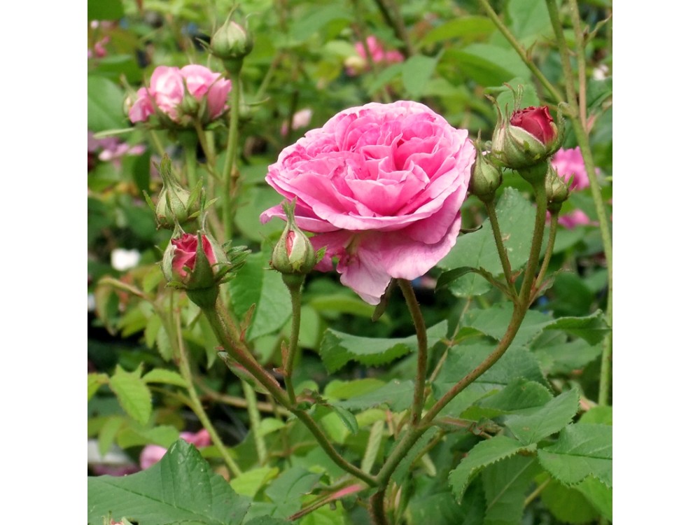 Ispahan