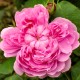 Jacques Cartier
