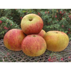 cox orange pippin