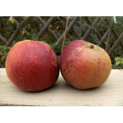 cox rouge des flandres