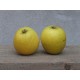 reinette ananas
