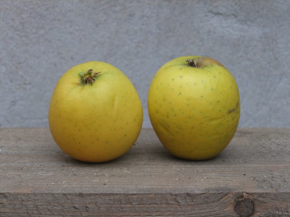reinette ananas