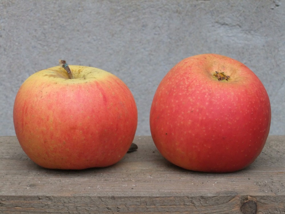 reinette de blenheim