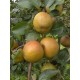 reinette des Capucins