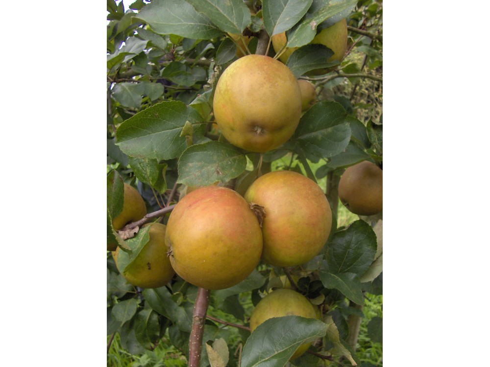 reinette des Capucins
