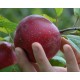 reinette rouge étoilée