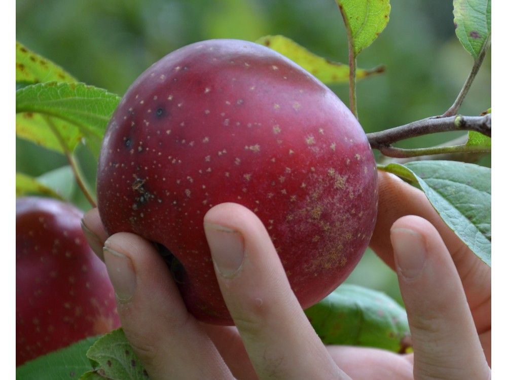 reinette rouge étoilée