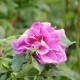 Lasse de Pic         
