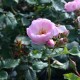 Mariandre dans la Prairie