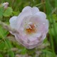 Mariandre dans la Prairie