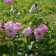 Mariandre dans la Prairie