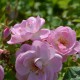 Mariandre dans la Prairie