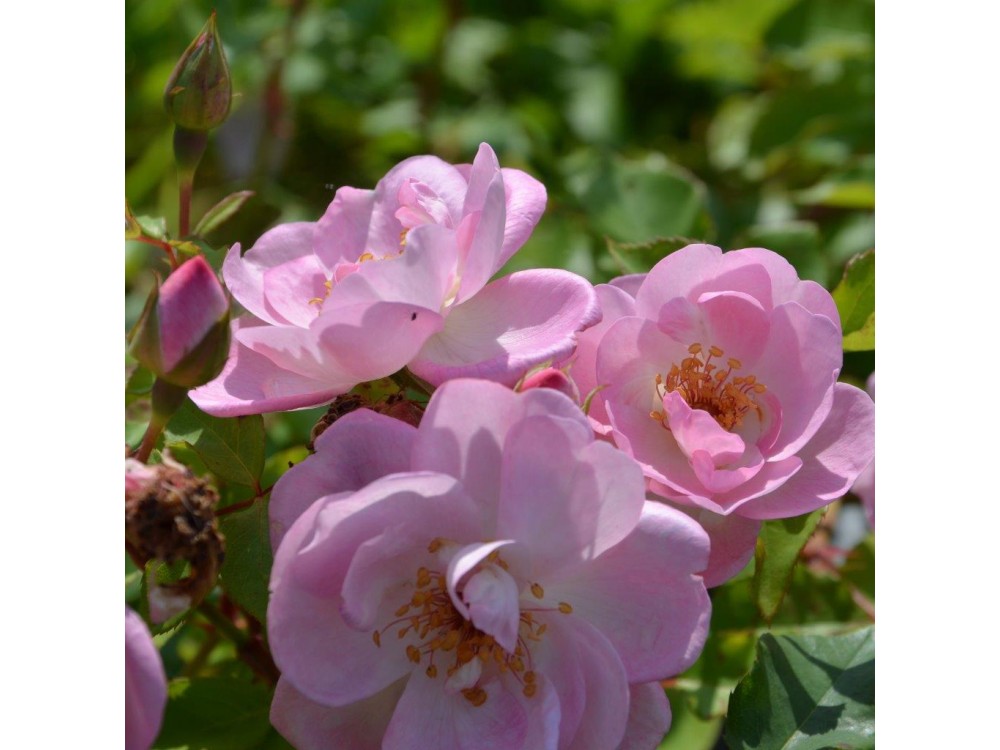Mariandre dans la Prairie