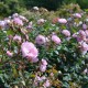 Mariandre dans la Prairie