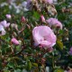 Mariandre dans la Prairie
