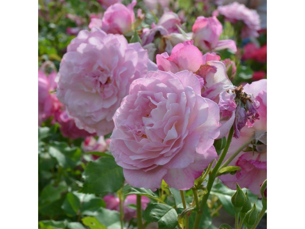 Au Jardin de Capucine