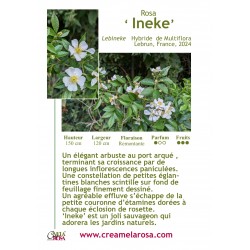 Ineke