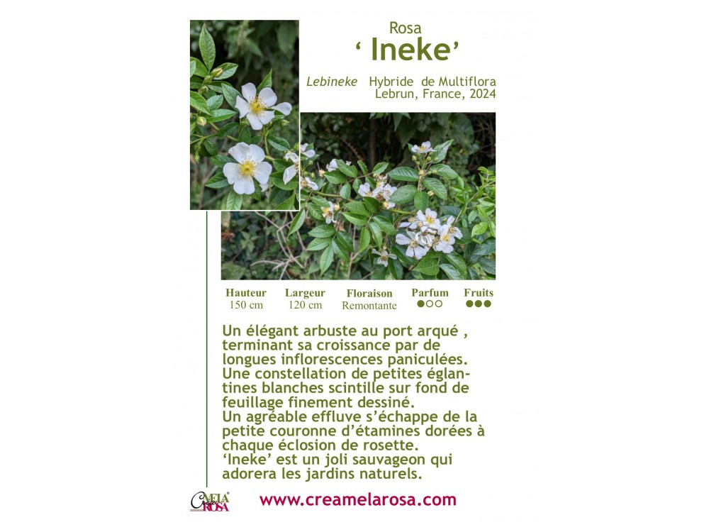 Ineke