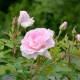 Lola du Tinduff