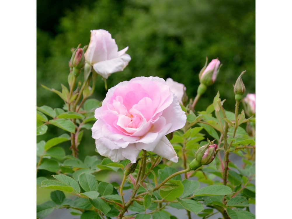 Lola du Tinduff
