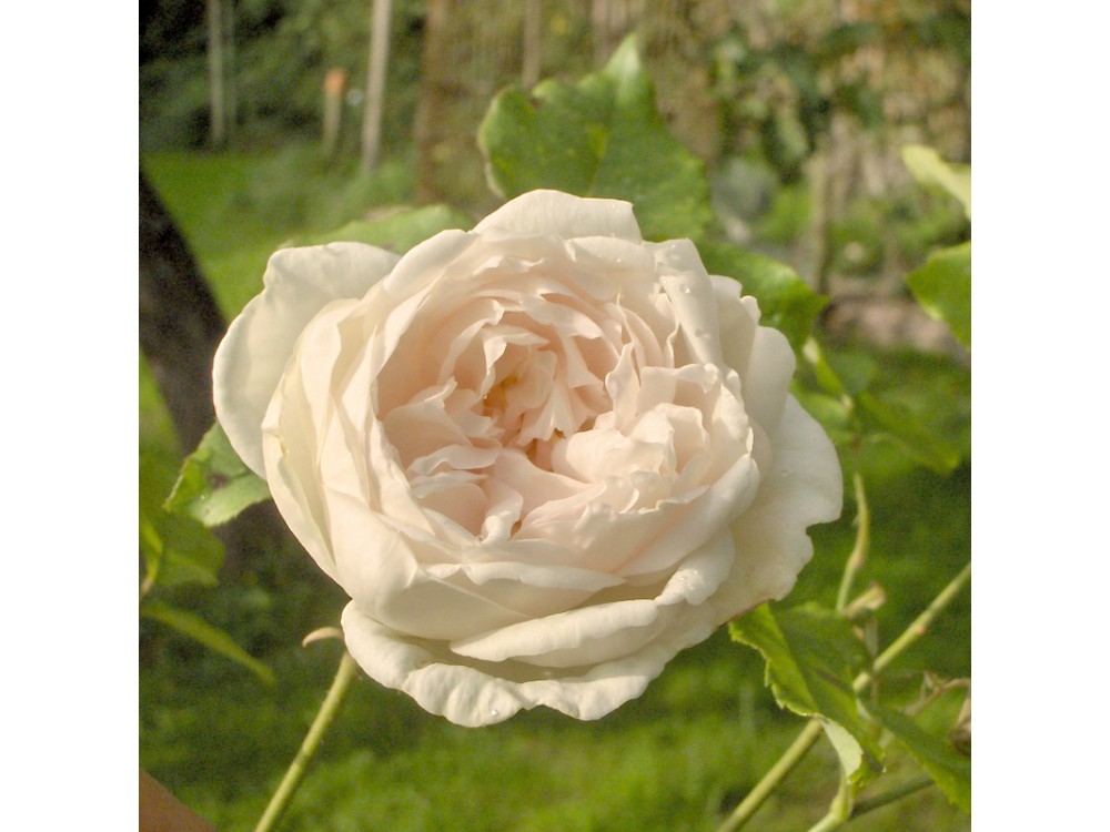 Madame Alfred Carrière