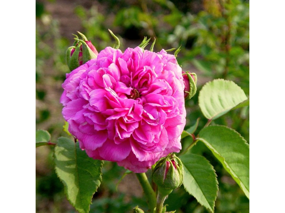 Madame Isaac Pereire