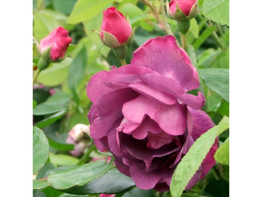 Belle de Trangé