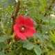 Geranium