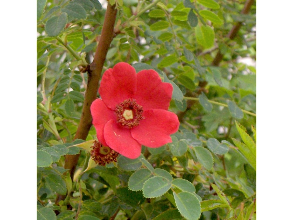 Geranium