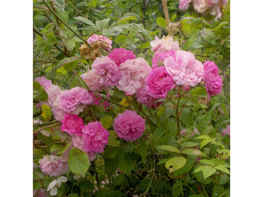 Multiflora Platyphylla