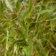 Watsoniana