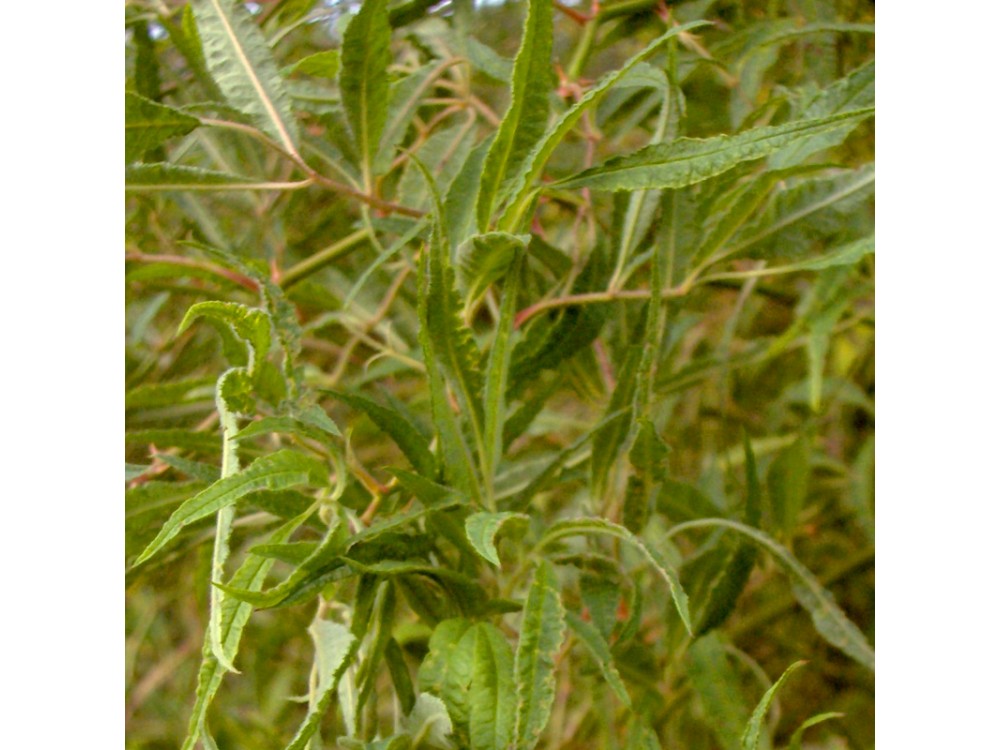 Watsoniana