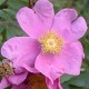 Palustris