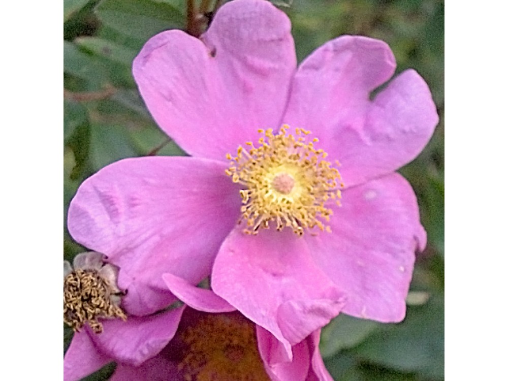 Palustris