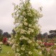 Philadelphus         