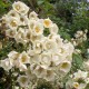 Philadelphus         