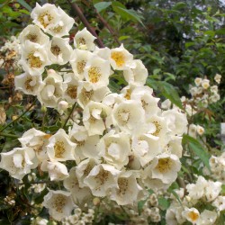 Philadelphus         
