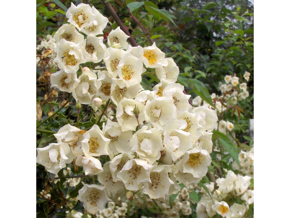 Philadelphus         