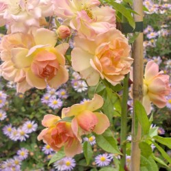 Phyllis Bide