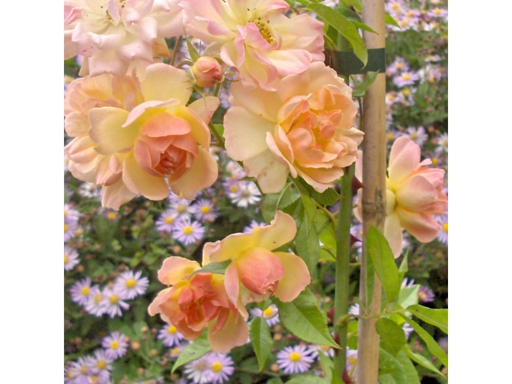 Phyllis Bide