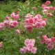 Pink Grootendorst