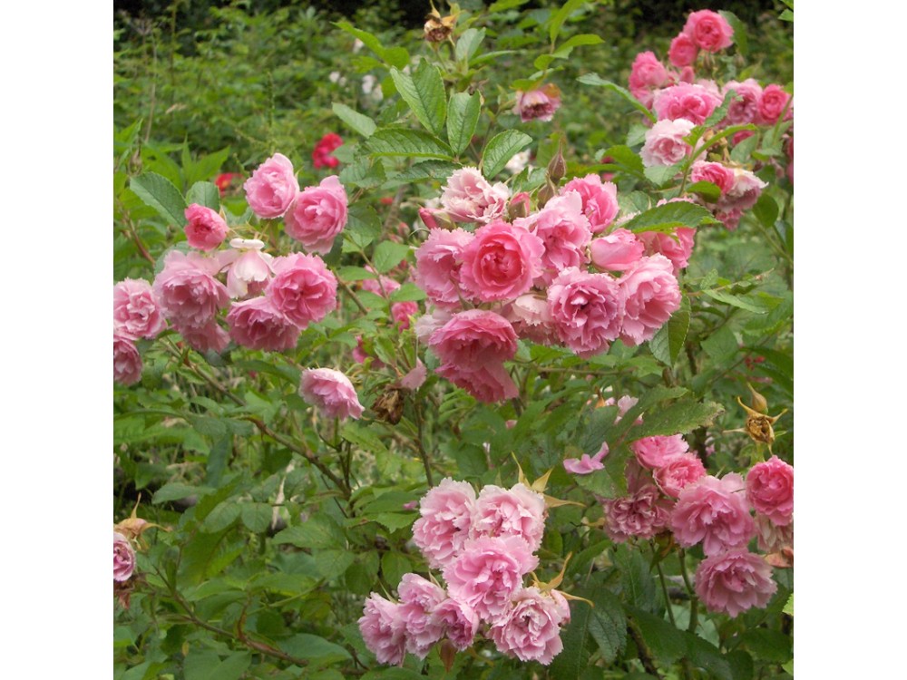 Pink Grootendorst