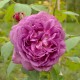 Reine des Violettes
